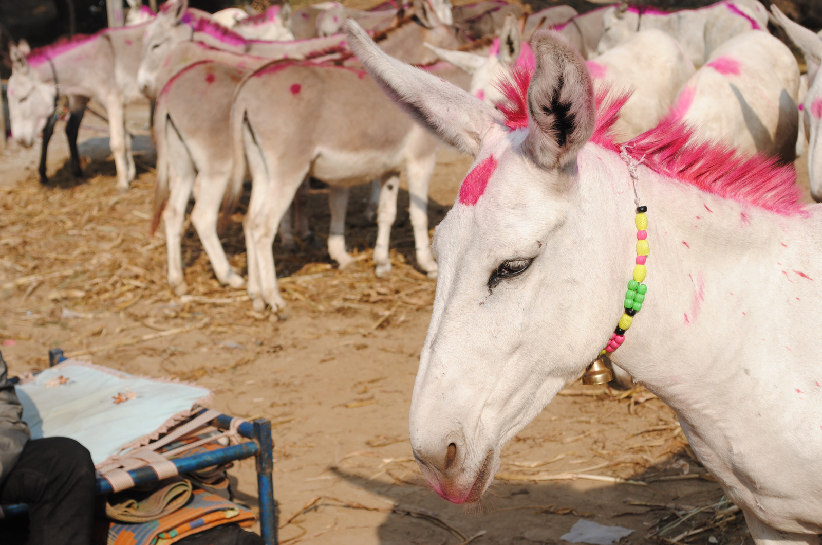 Conservation through awareness: Halari Donkey Godbharai