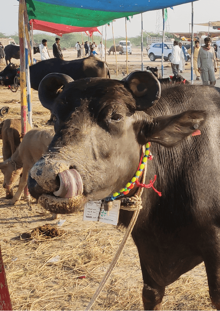 Banni Pashu Uchherak Maldhari Sangathan