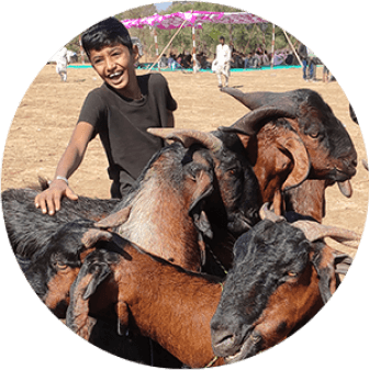 Saurashtra Breeders’ Association