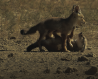 Large Carnivores in Shared Spaces