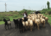 NAVIGATING THE PASTORAL TERRAIN