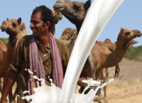 Upscaling Camel Milk Markets : An Experience from Kachchh, Gujarat